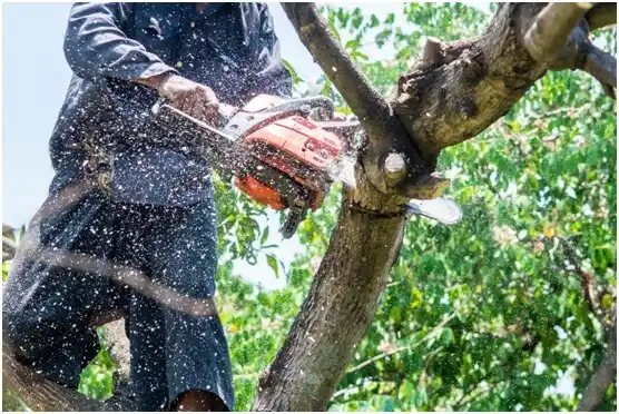 tree services Stephenville